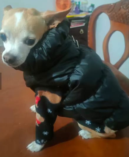 Customer photo review of Waterproof Puffer for Dogs