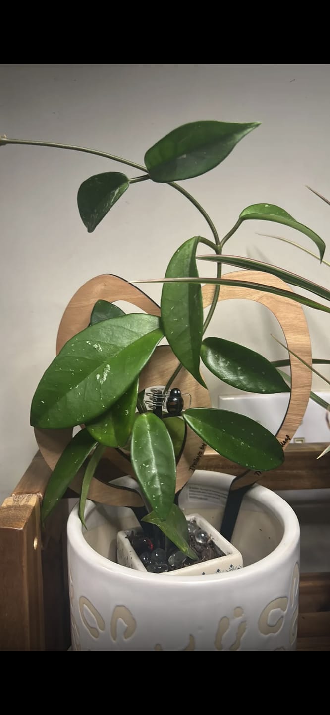 Customer photo review of Trellove - Plant trellis inspired by Hoya Kerrii - 4 nested heart-shaped trellises + heart label