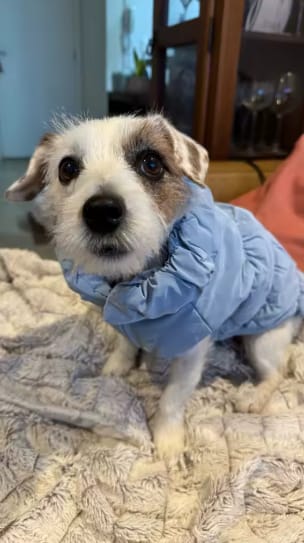 Customer photo review of Waterproof Puffer for Dogs