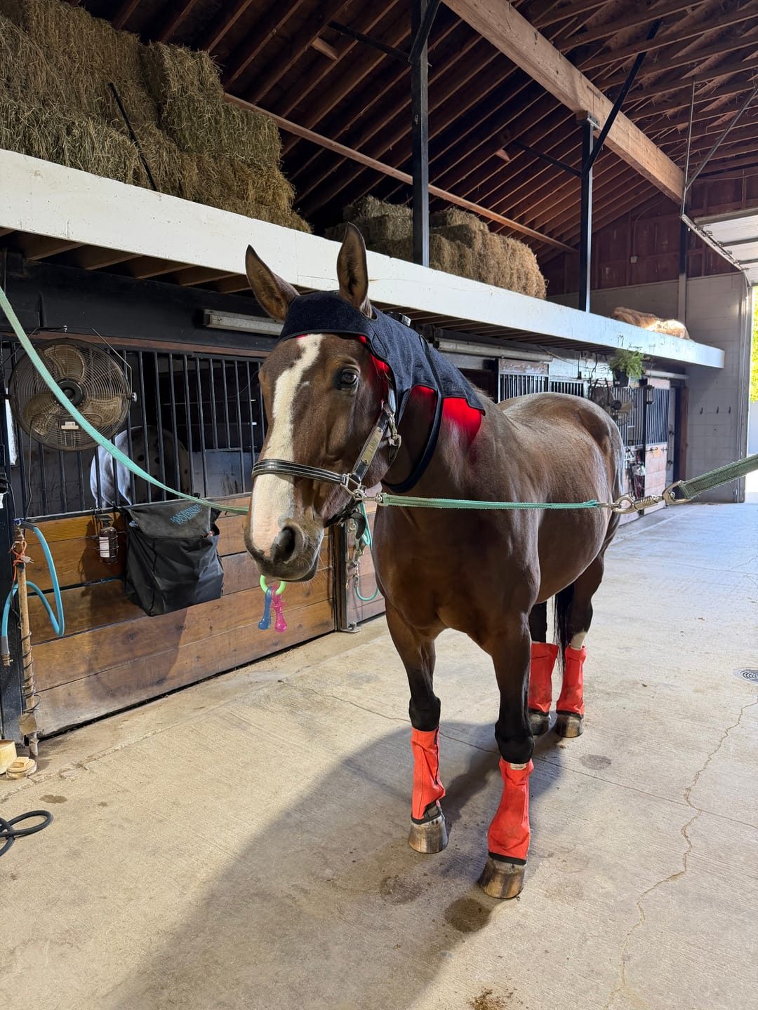 Customer photo review of HorseHalo™ HaloHead