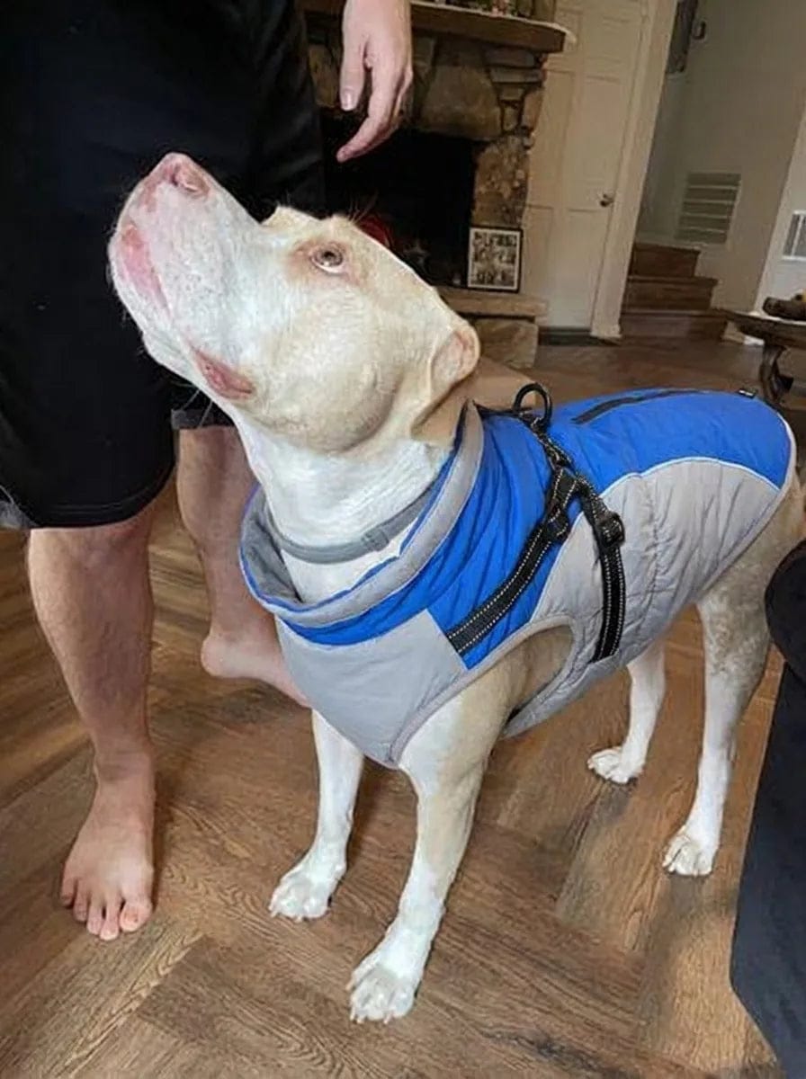 Customer photo review of Manteau imperméable pour chien Dog Trotter