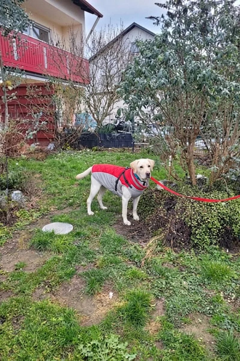 Customer photo review of Manteau imperméable pour chien Dog Trotter
