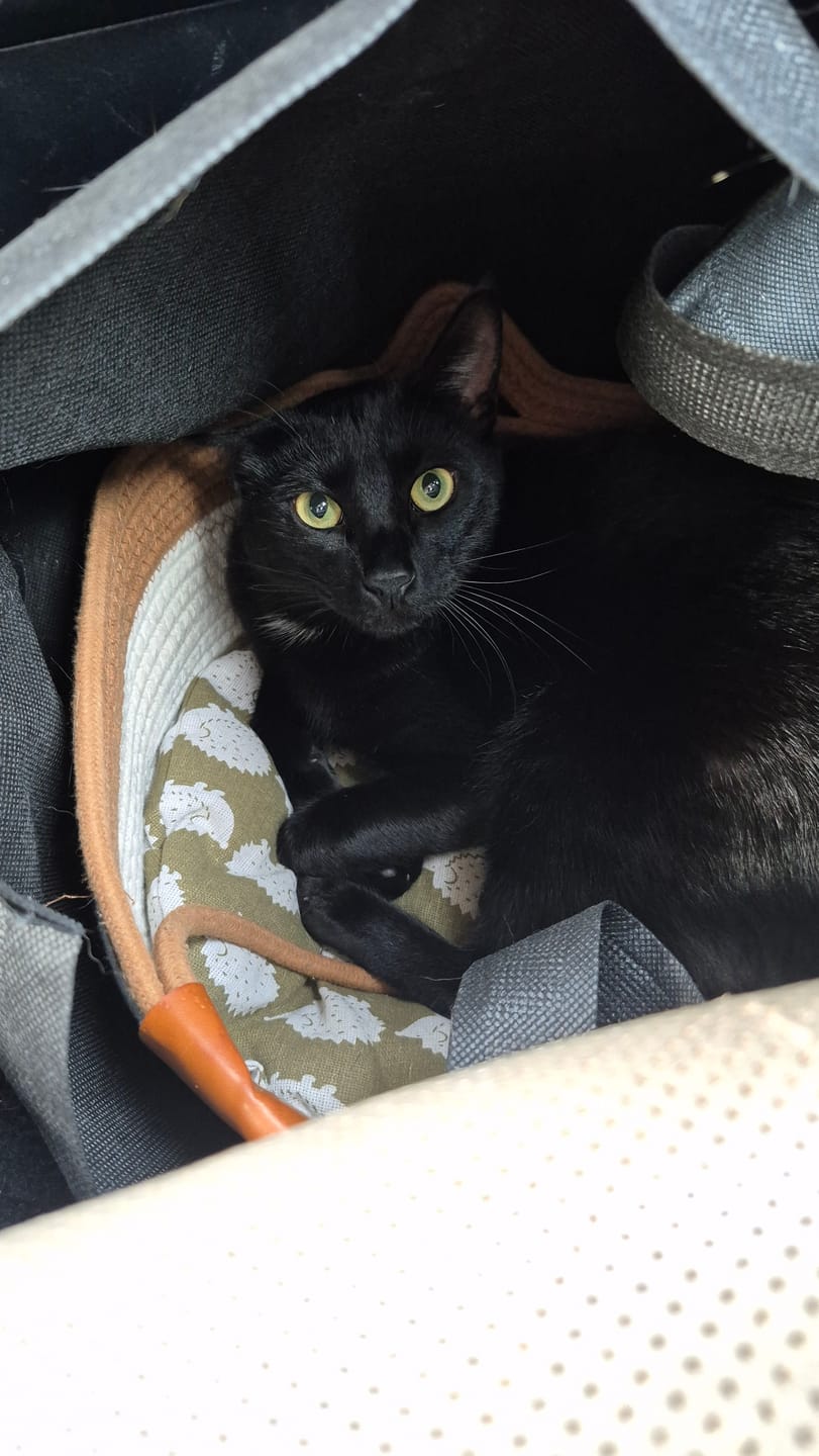 Customer photo review of Instinct Basket | Meet the first research-backed natural territory for indoor cats