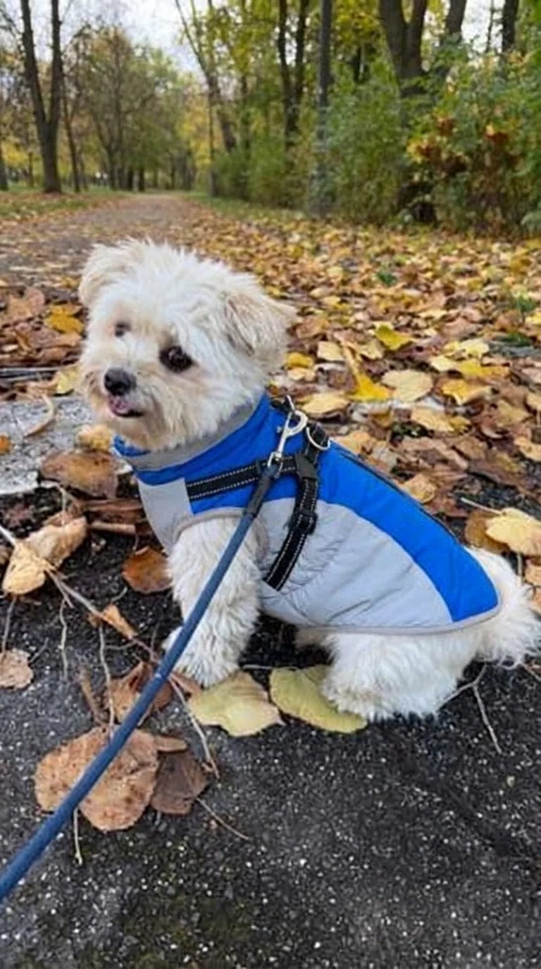 Customer photo review of Manteau imperméable pour chien Dog Trotter