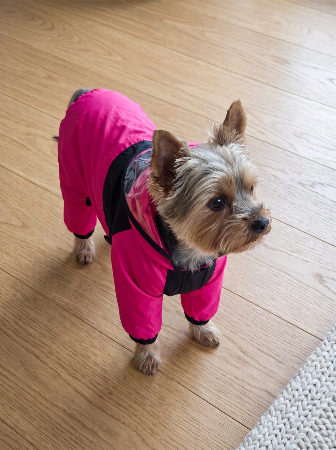 Customer photo review of Dog Raincoat That Keeps Your Pup Dry
