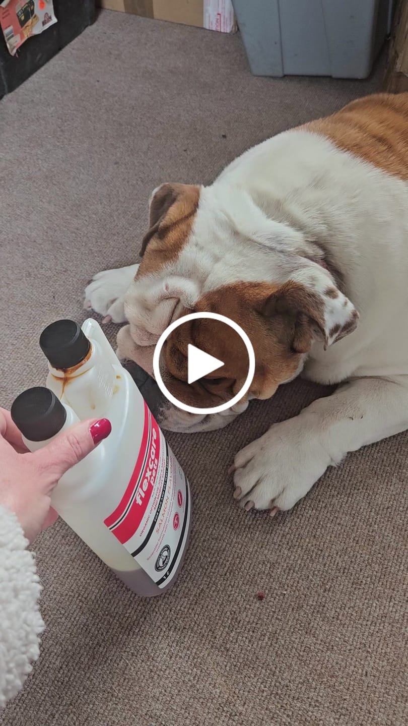 Customer video review of FlexCare (Joint & Movement Support For Dogs)