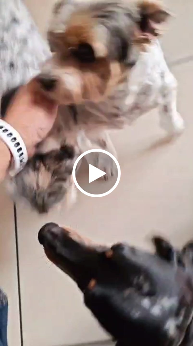 Customer video review of EcoGut Master – Liquid Probiotic & Gut Support for Dogs