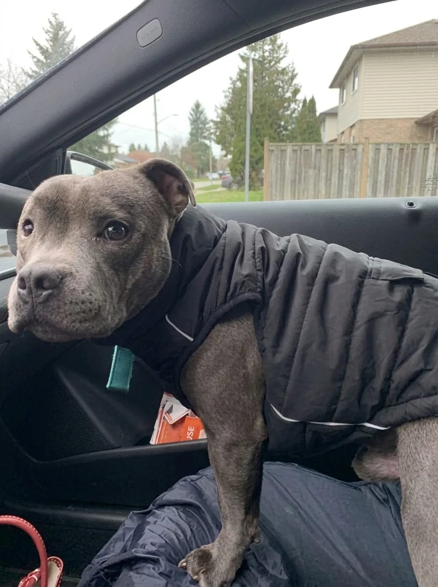 Customer photo review of Doudoune matelassée pour chien Dog Trotter