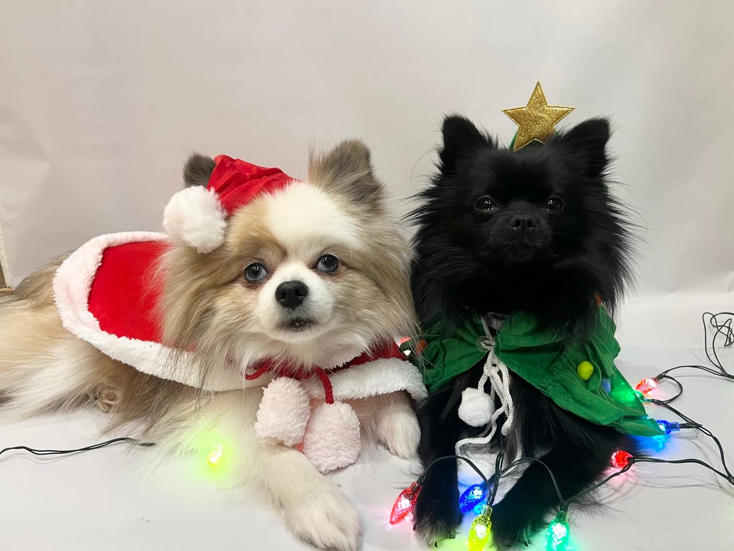 Customer photo review of Elf dog cape