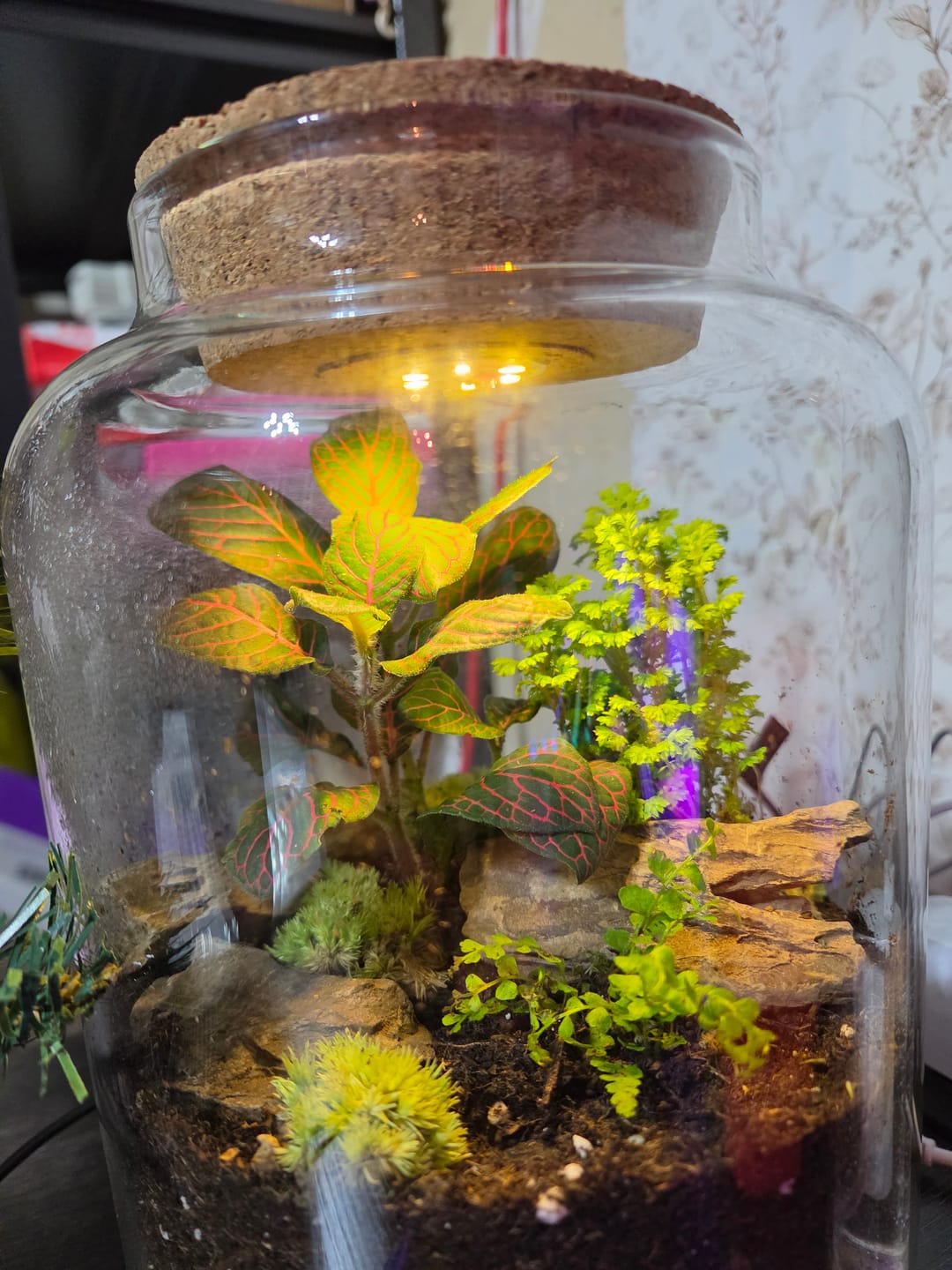 Customer photo review of Light Up Terrarium Kit