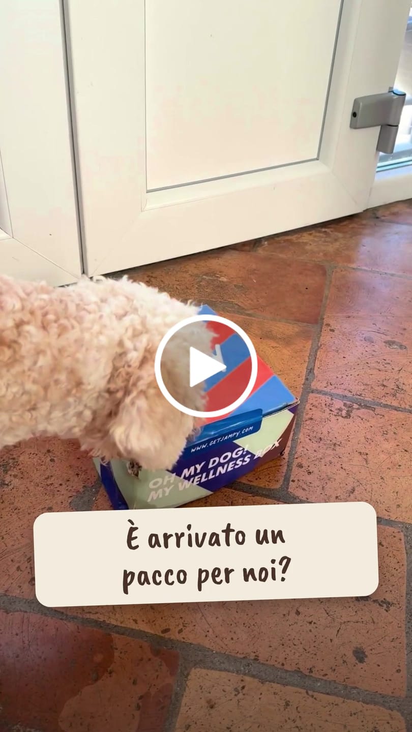 Customer video review of My Name is Cinghiale_campione