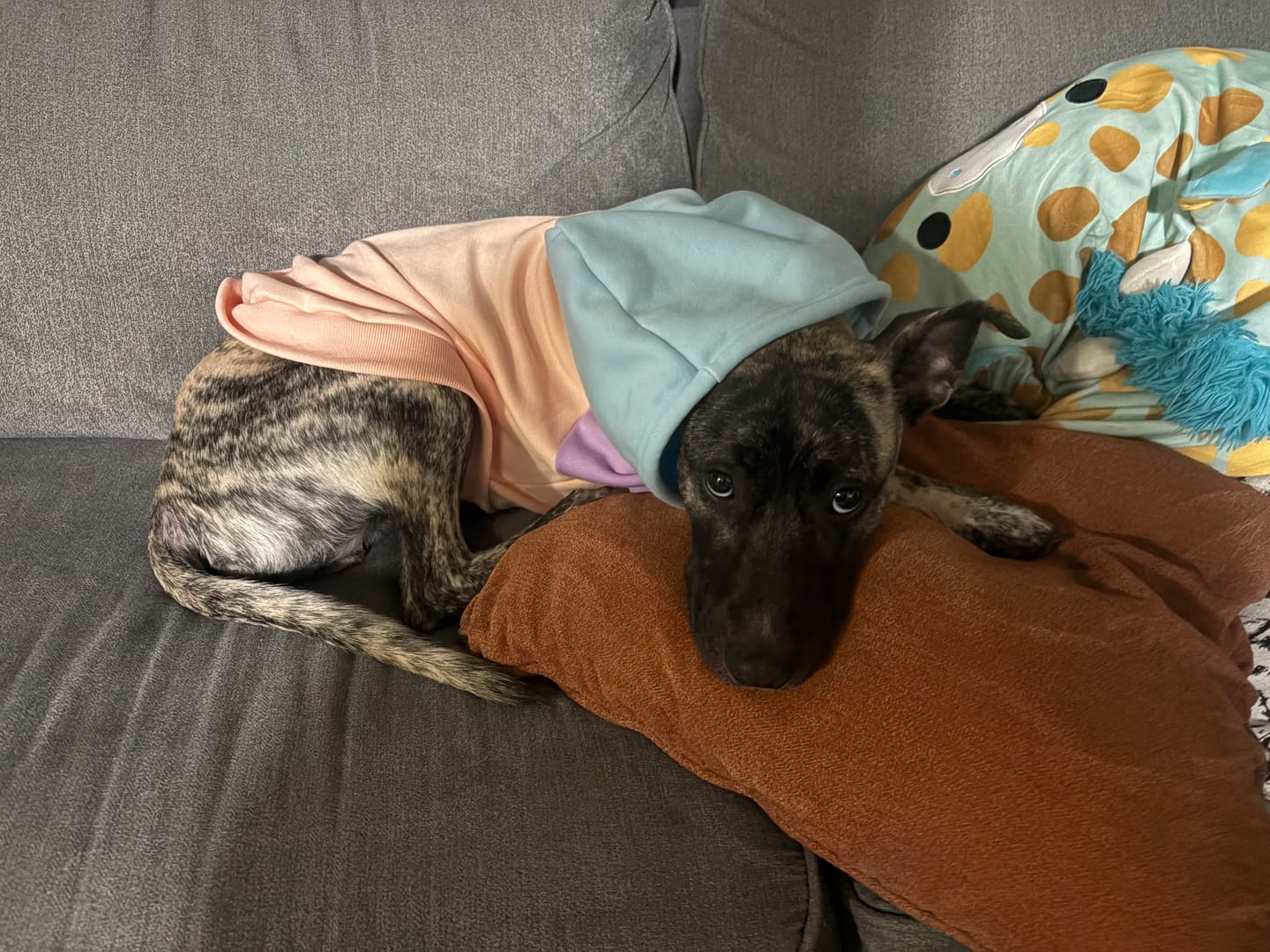 Customer photo review of Cotton Candy Dog Hoodie