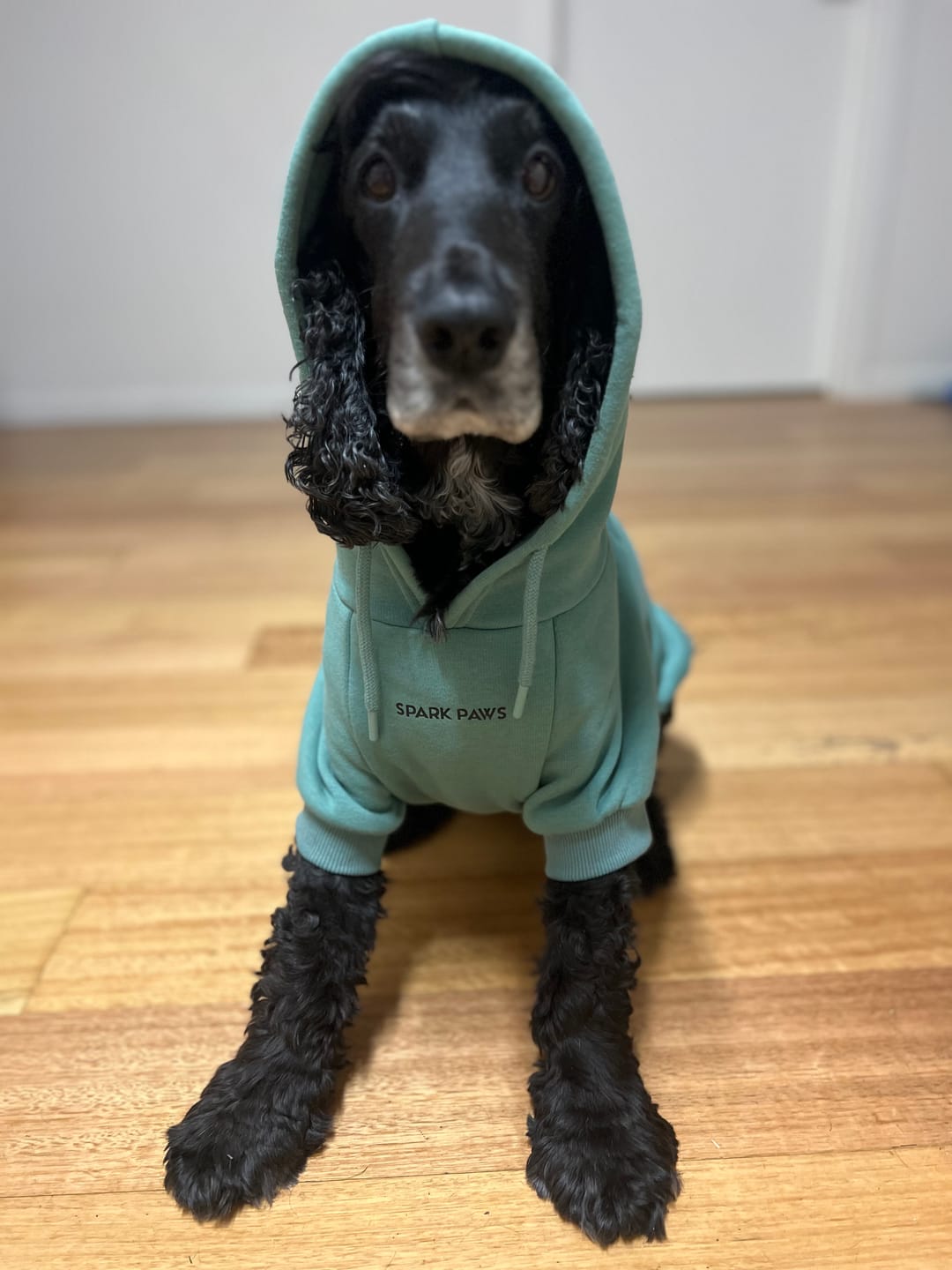 Customer photo review of Essential Dog Hoodies