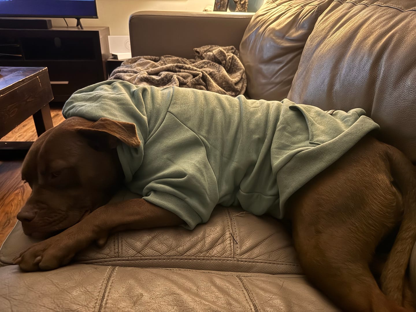 Customer photo review of Essential Dog Hoodie - Teal