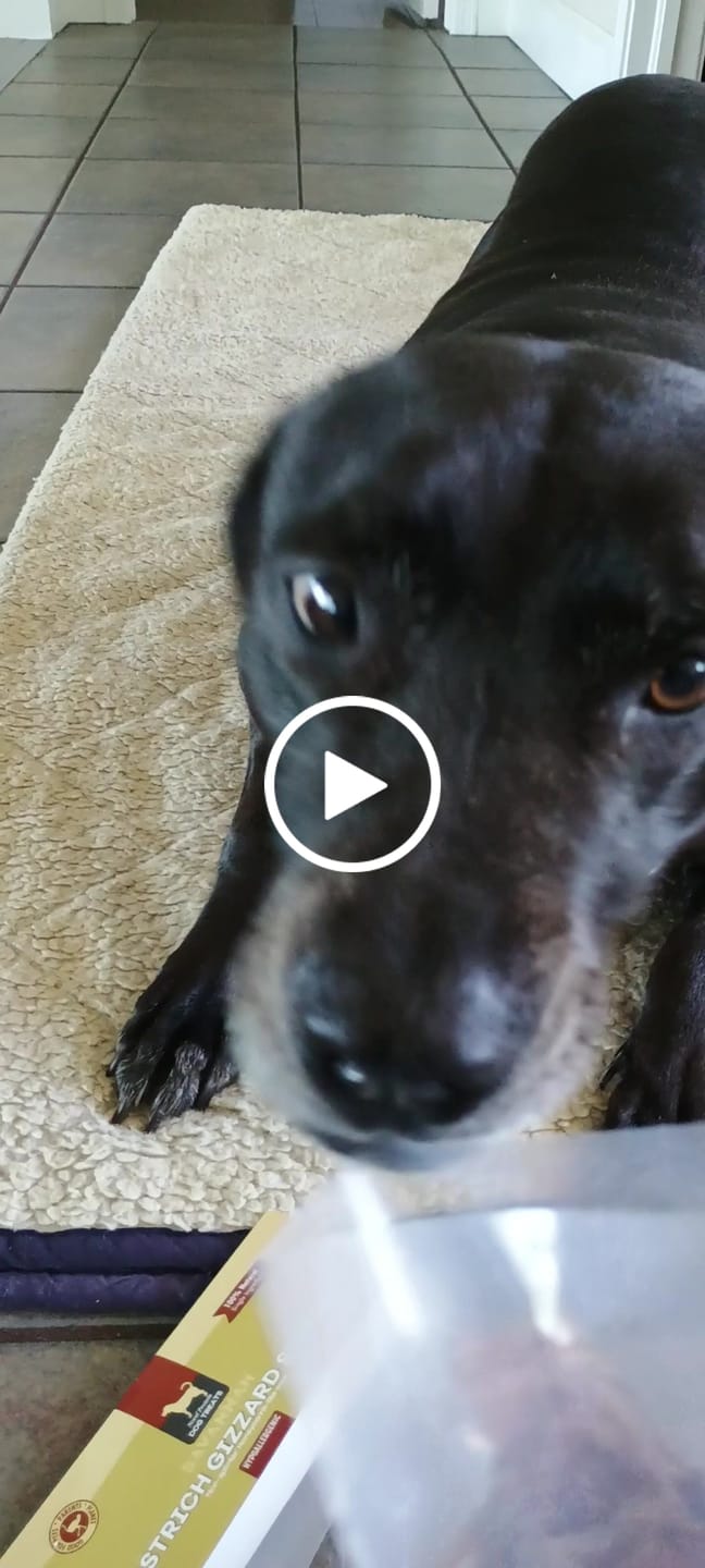 Customer video review of Chewy Ostrich Gizzard Strips: The Protein & Omega-3 Rich, Natural Dog Chew Treat
