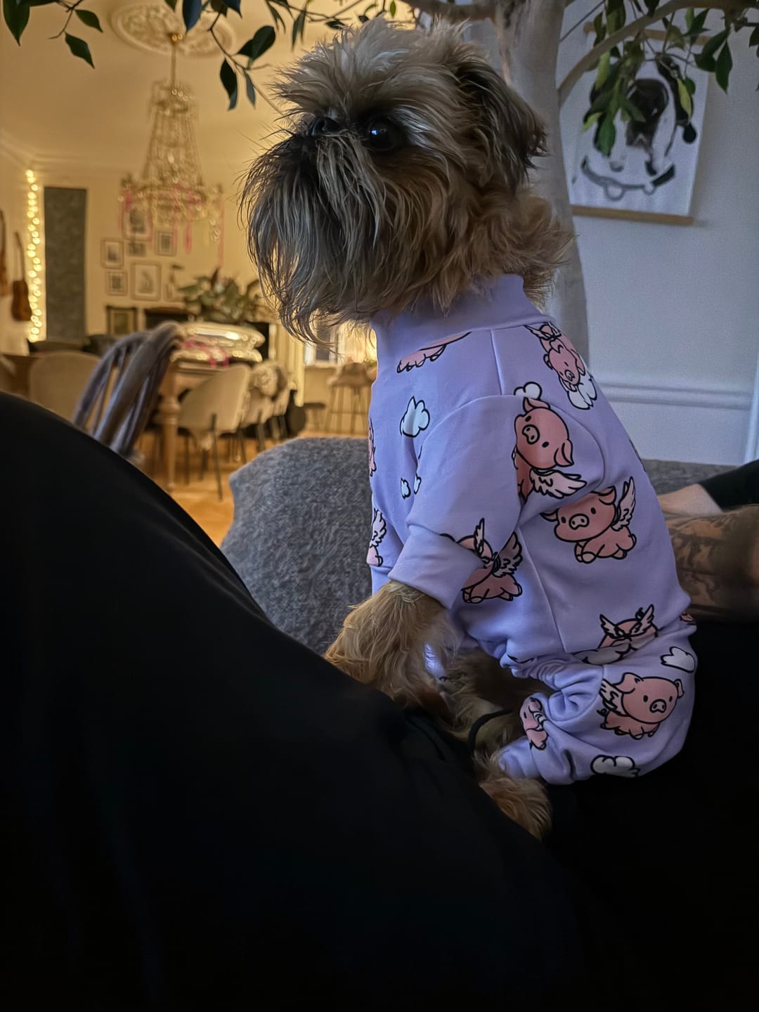 Customer photo review of Dog Pajama - Hearts