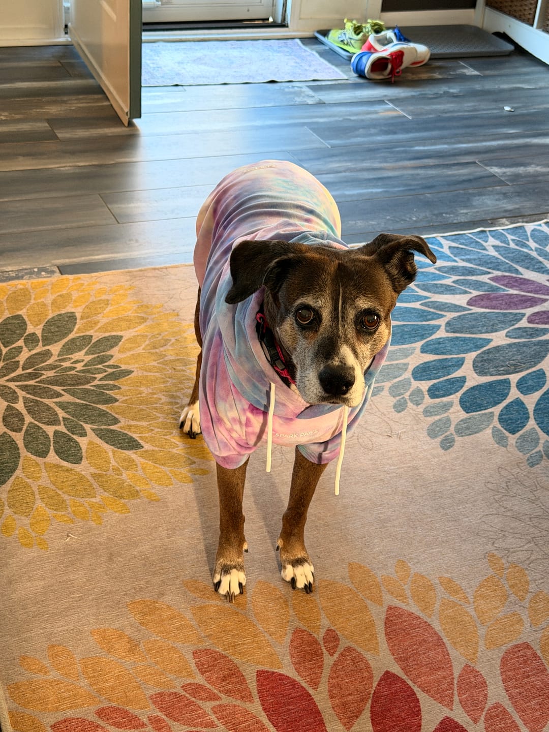 Customer photo review of Velvet Dog Hoodie - 90s Retro