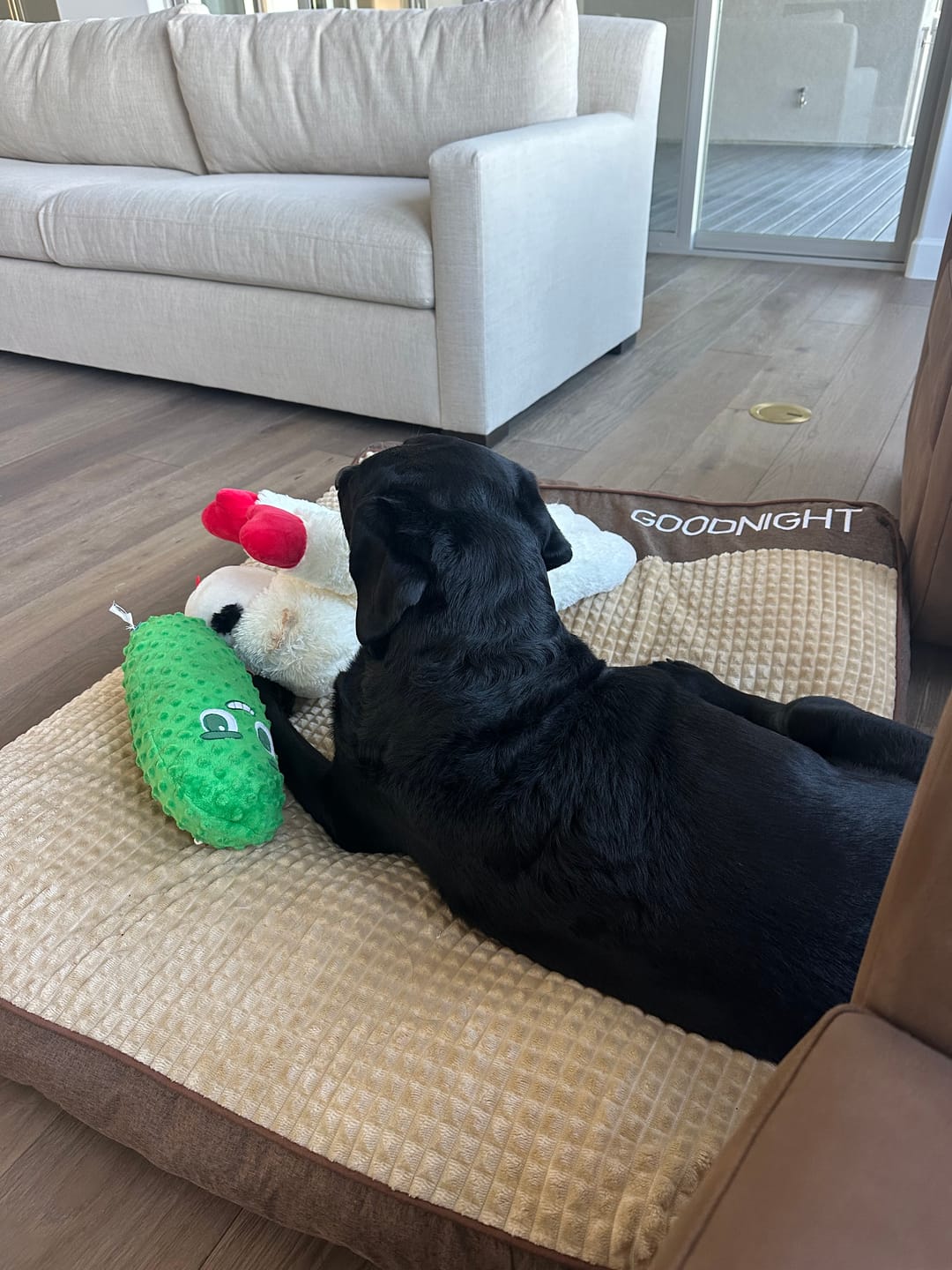 Customer photo review of Thickened Dog Bed for Car Back Seat & Couch