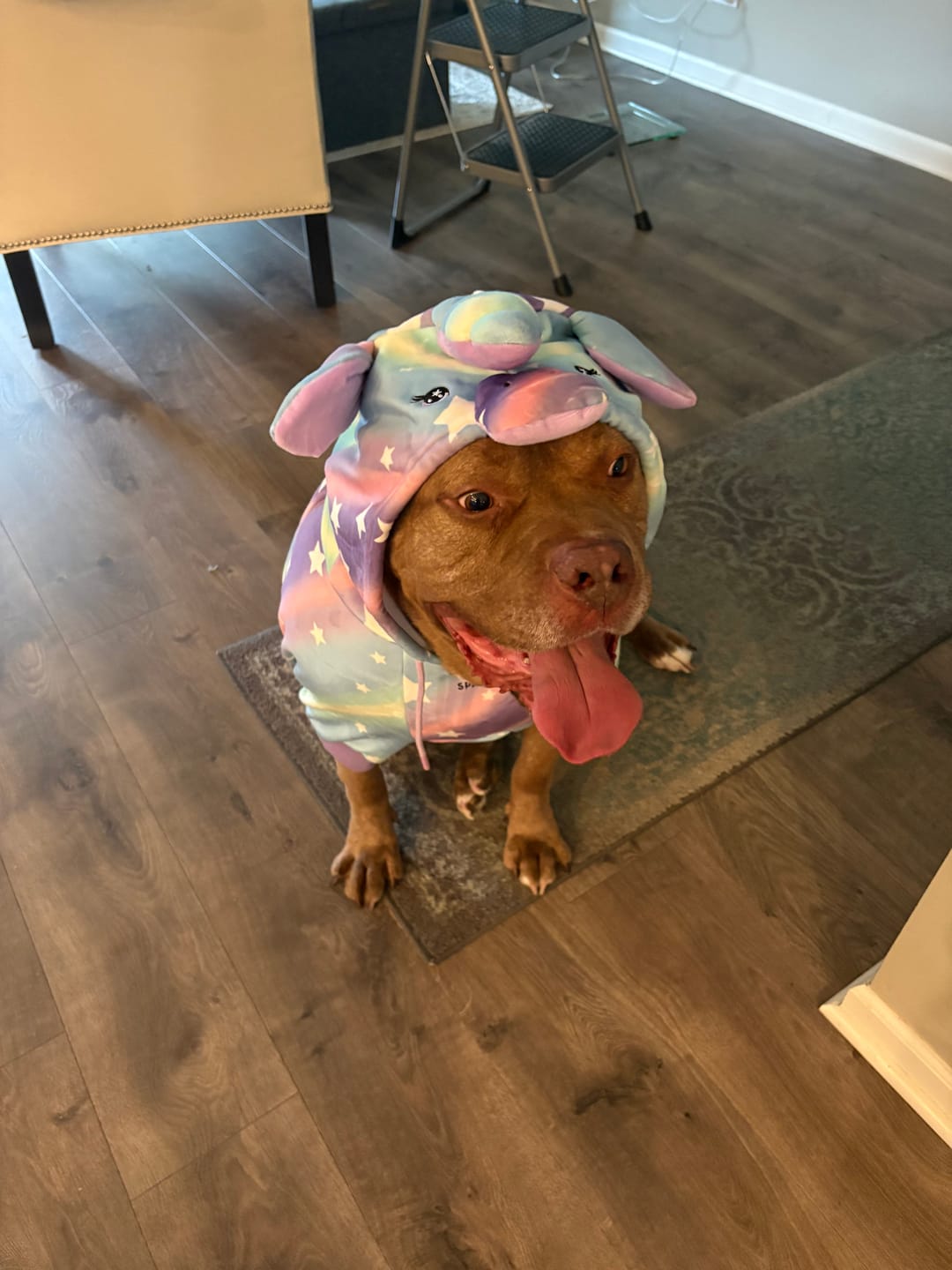 Customer photo review of Halloween Dog Hoodie - Unicorn