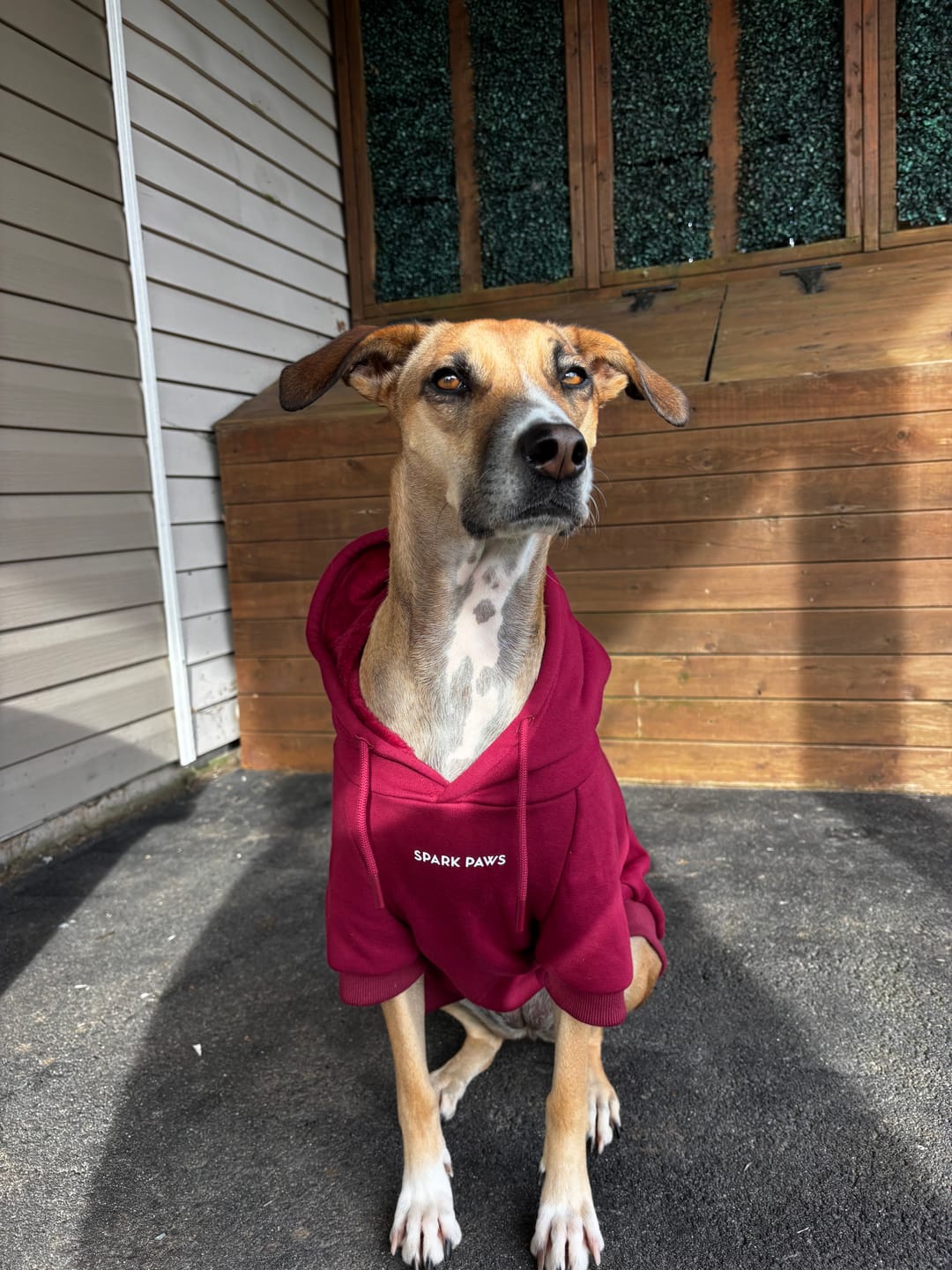 Customer photo review of Essential Dog Hoodies