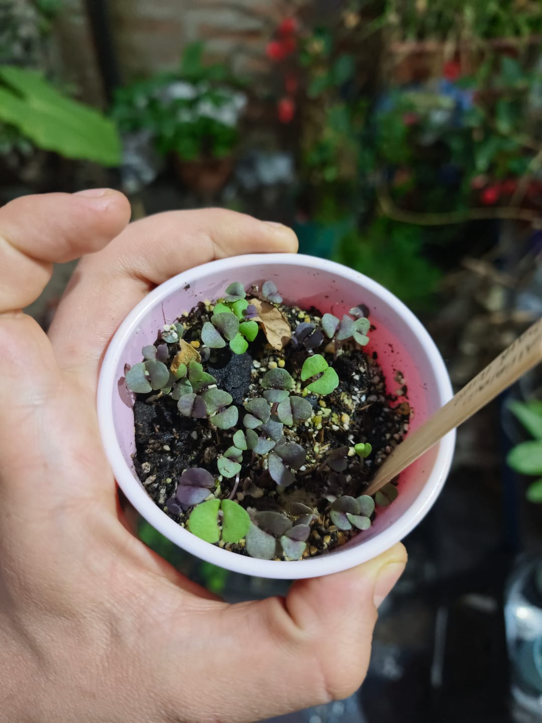 Customer photo review of Semillas Albahaca Dark Purple