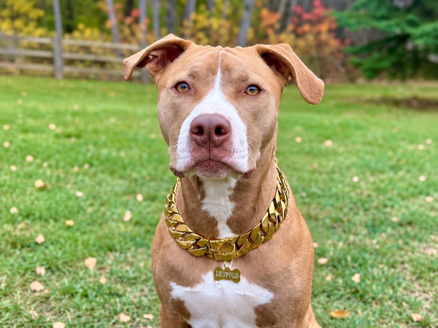 Customer photo review of THE KILO 1.25 Inch Dog Collar - Gold Cuban Link XL Premium Collection