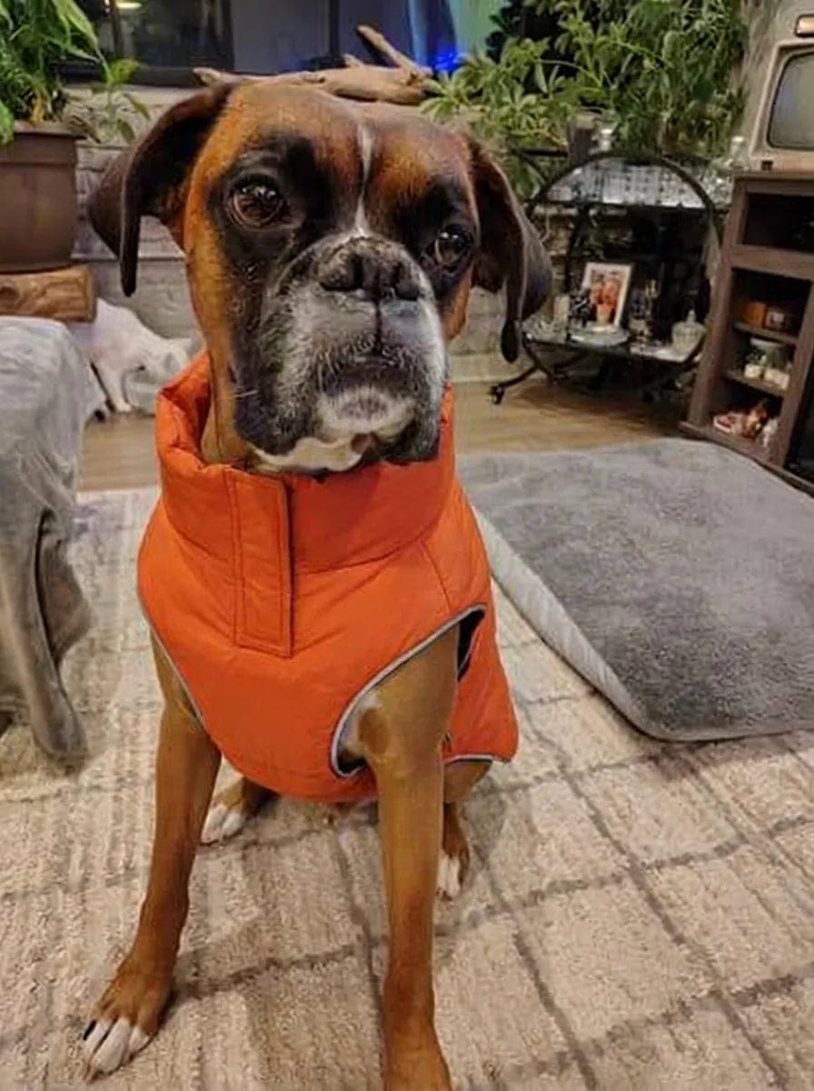 Customer photo review of Doudoune matelassée pour chien Dog Trotter
