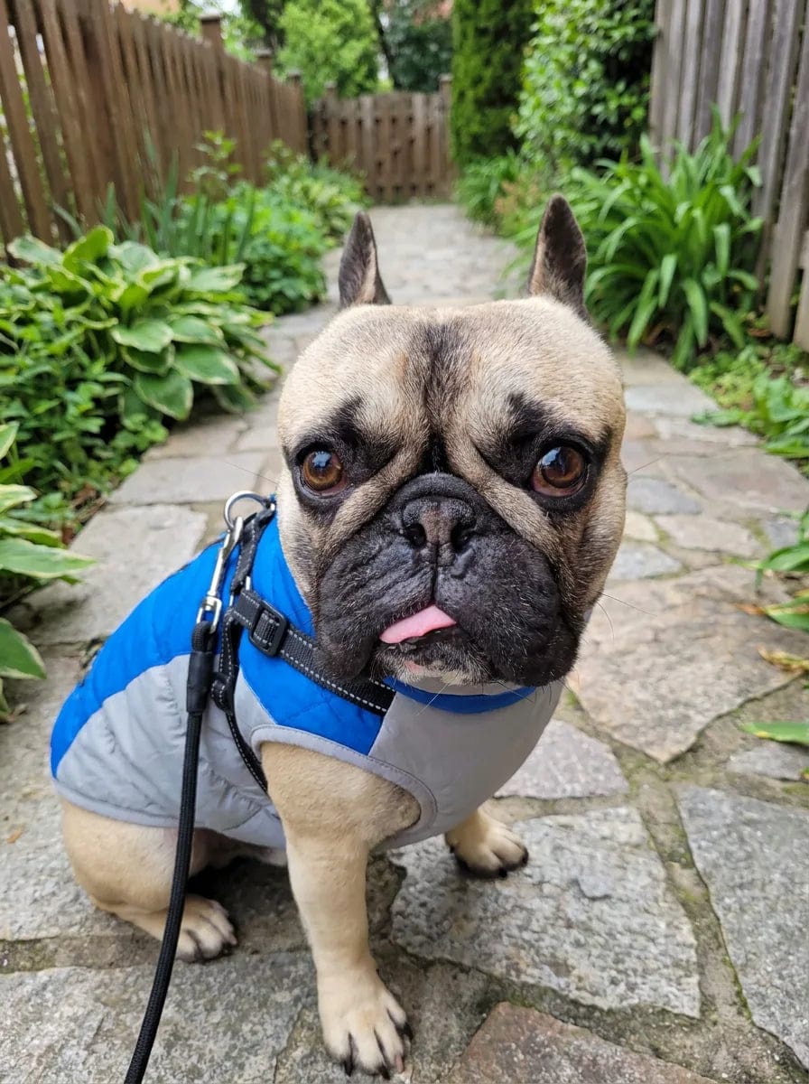 Customer photo review of Manteau imperméable pour chien Dog Trotter