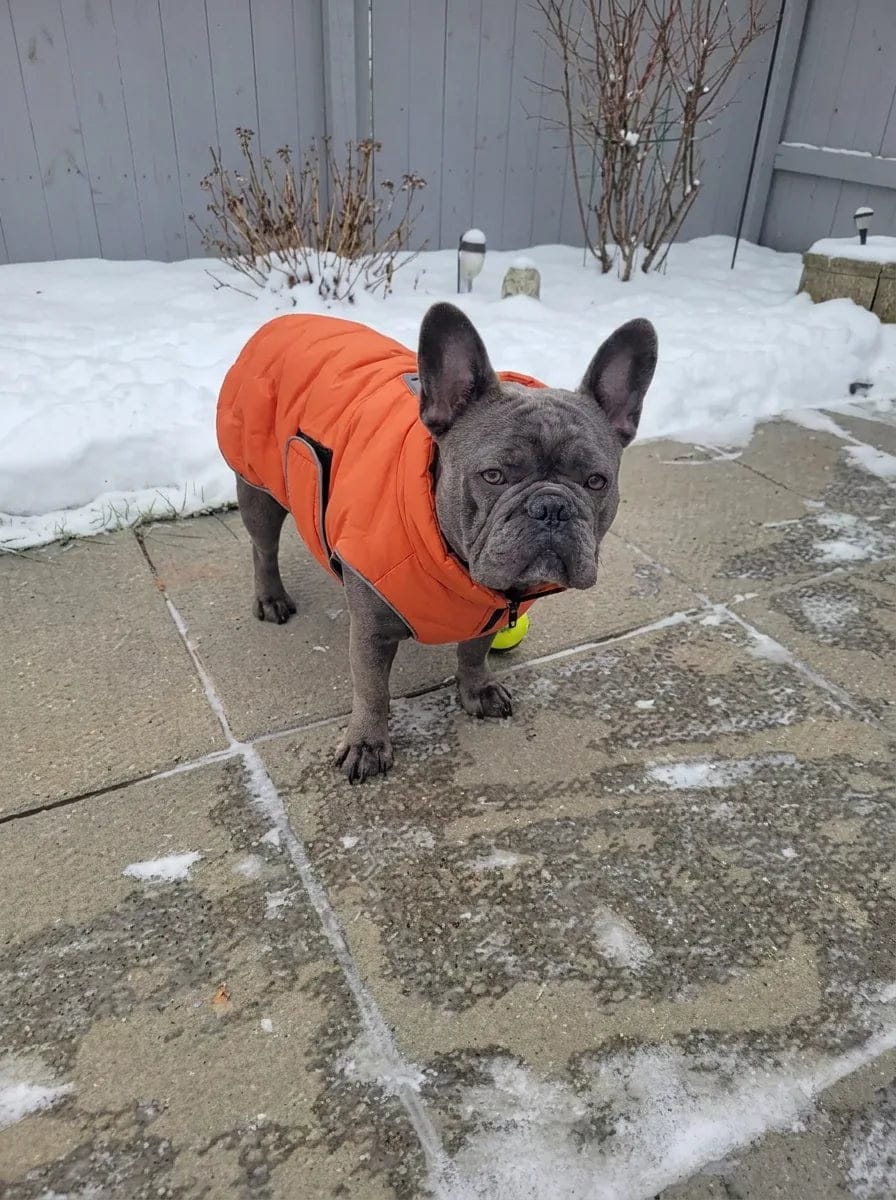 Customer photo review of Doudoune matelassée pour chien Dog Trotter