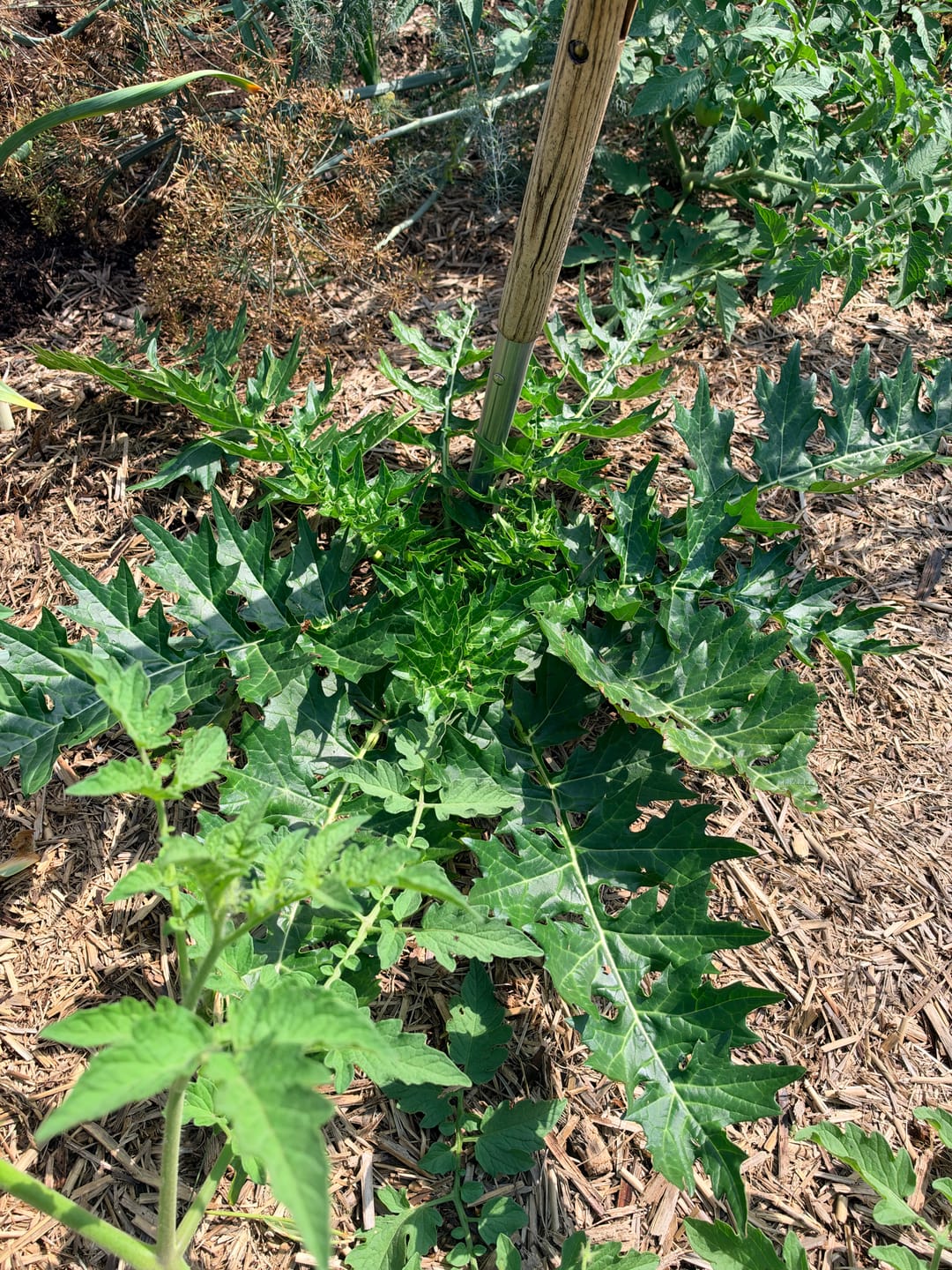 Customer photo review of Oyster Plant - Acanthus mollis