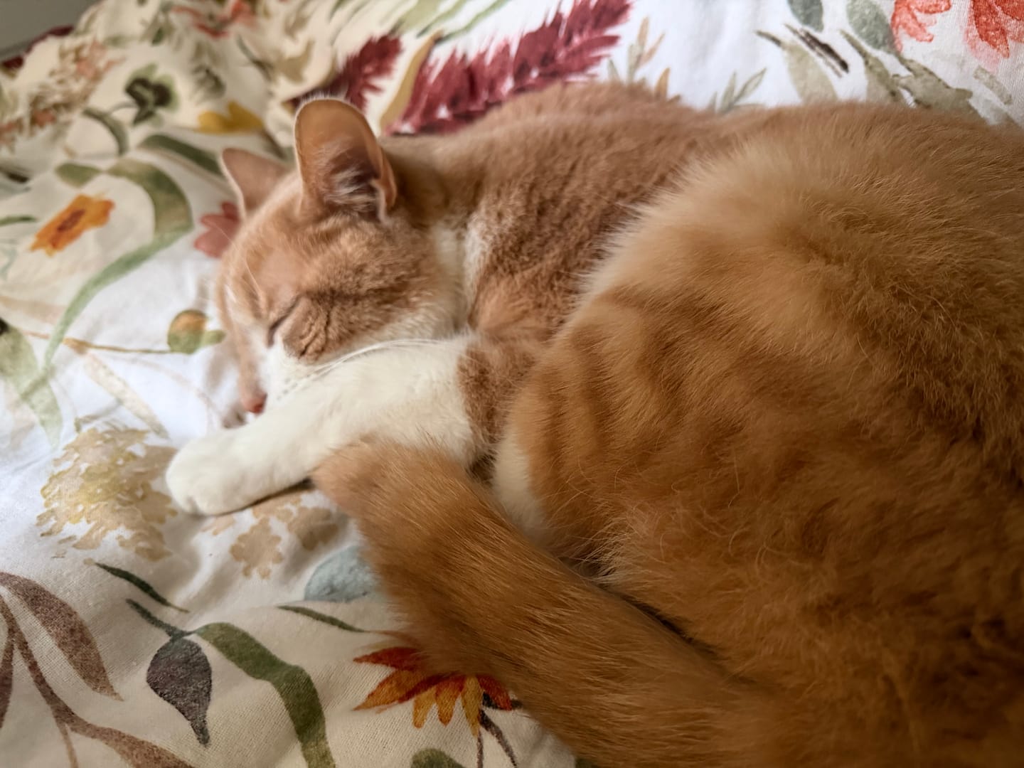 Customer photo review of Fit Litter PLUS