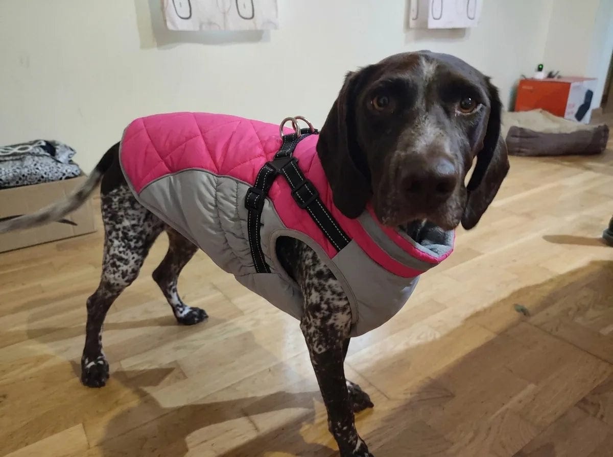 Customer photo review of Manteau imperméable pour chien Dog Trotter
