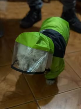 Customer photo review of Dog Raincoat That Keeps Your Pup Dry