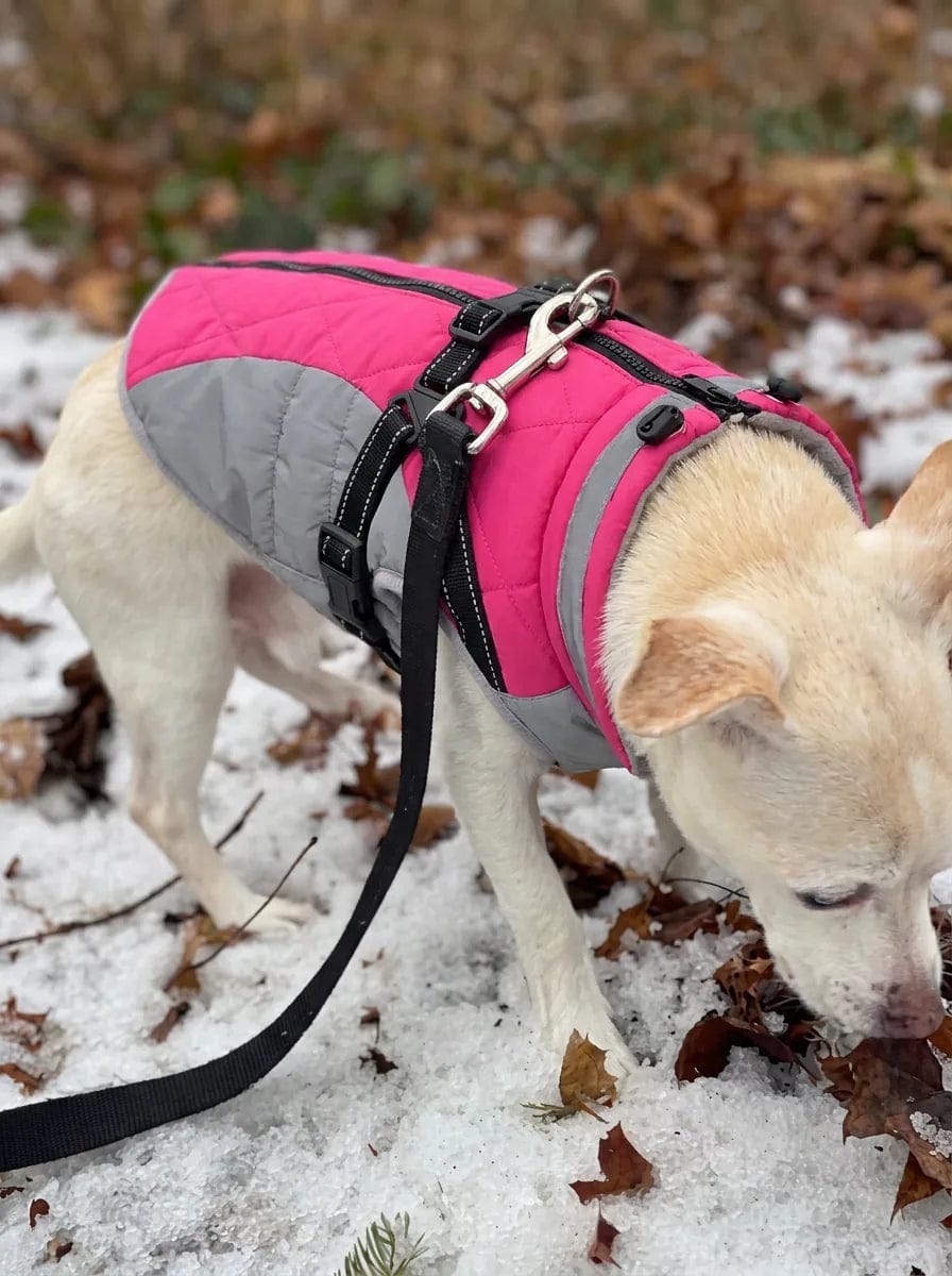 Customer photo review of Manteau imperméable pour chien Dog Trotter