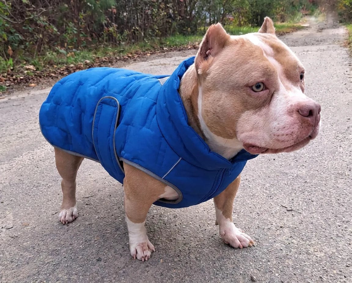 Customer photo review of Doudoune matelassée pour chien Dog Trotter
