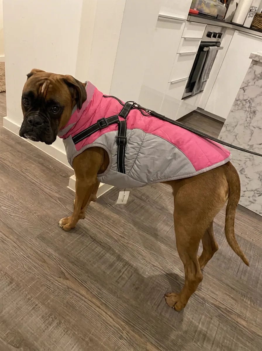 Customer photo review of Manteau imperméable pour chien Dog Trotter