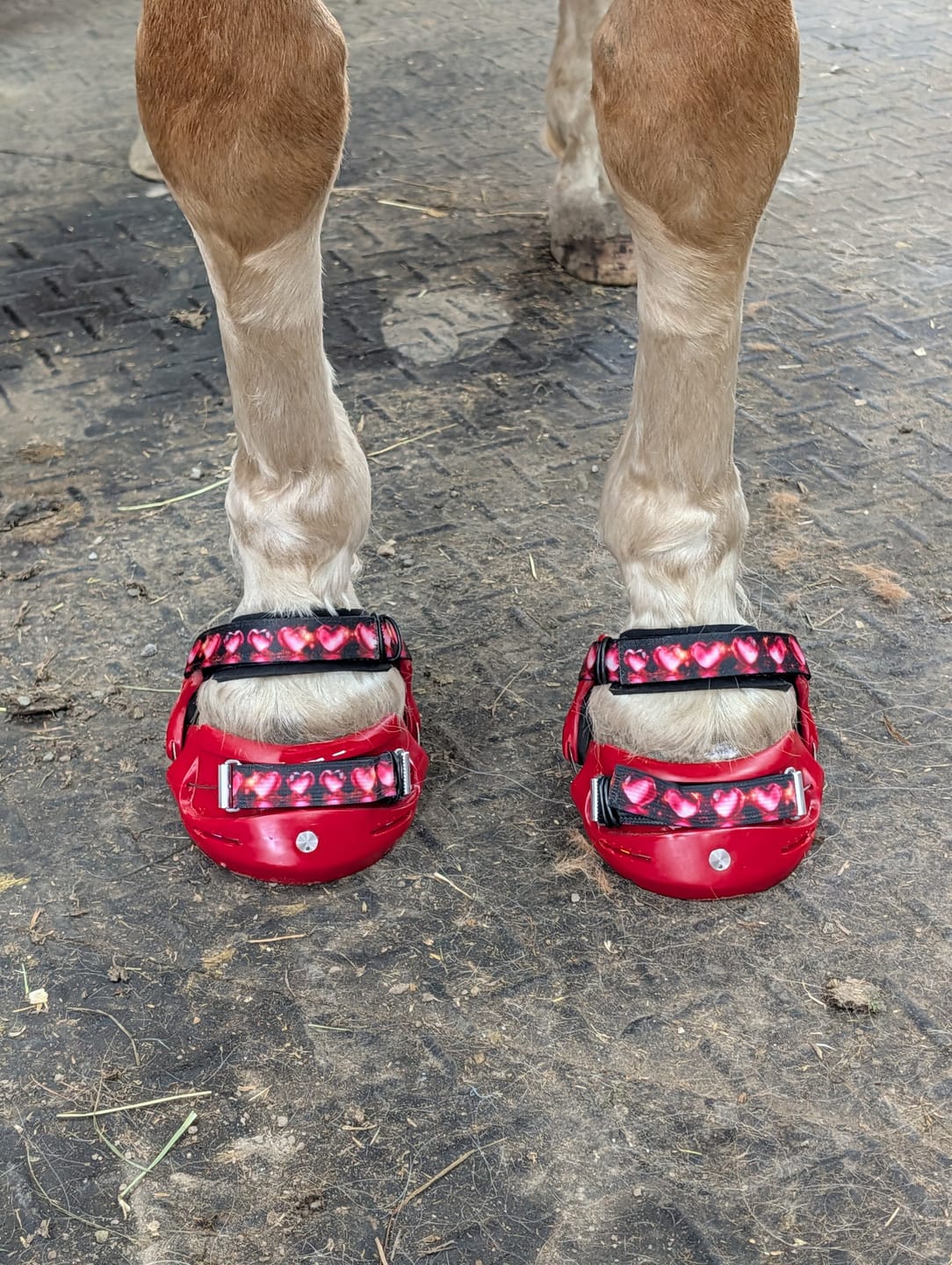 Customer photo review of Renegade® Classic Hoof Boot - Dragon Fire Red