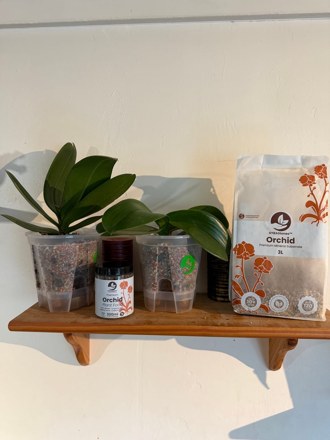 Customer photo review of Orchid Slow-Release Plant Food
