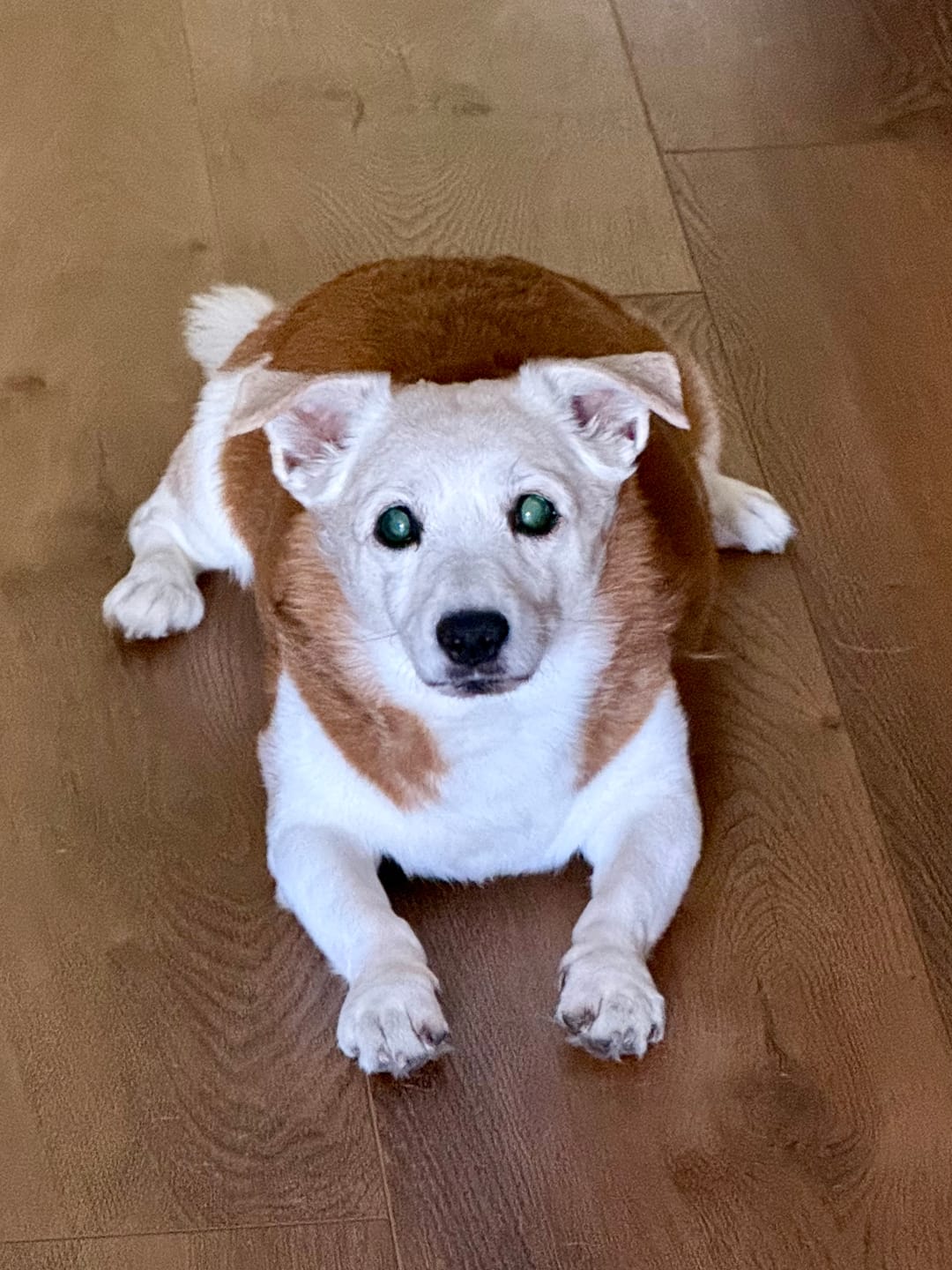 Customer photo review of Daily Healthy-Aging Support for Aging Dogs