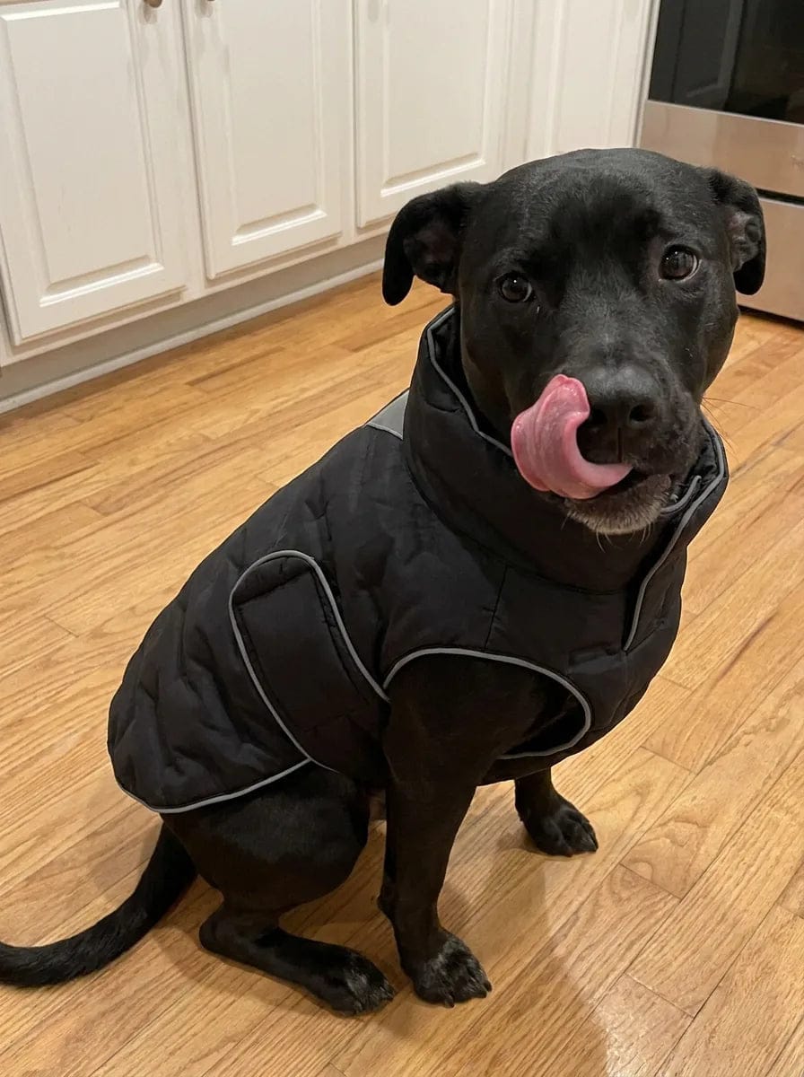 Customer photo review of Doudoune matelassée pour chien Dog Trotter