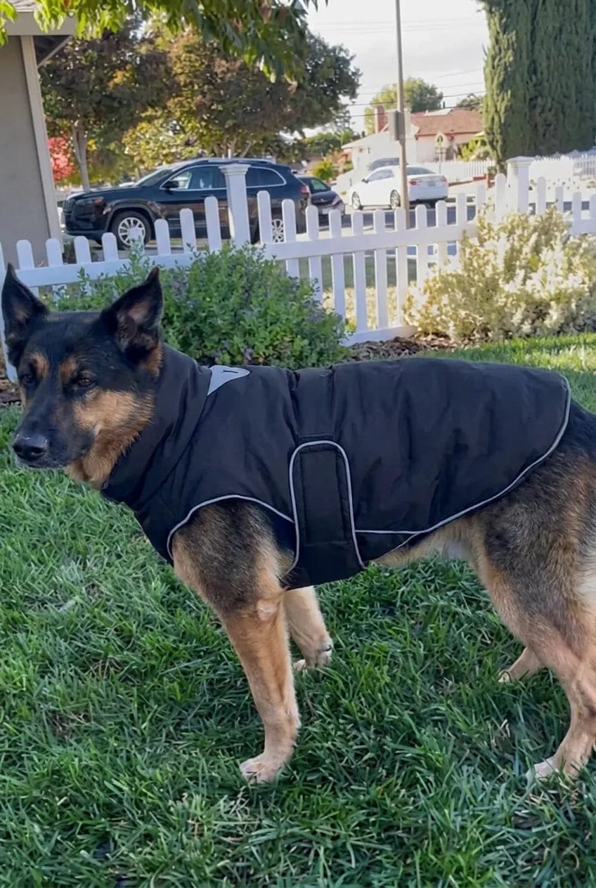 Customer photo review of Doudoune matelassée pour chien Dog Trotter