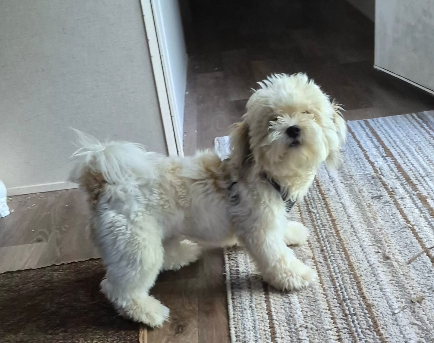 Customer photo review of Unsolicited Landscaping Co Havanese Shirt
