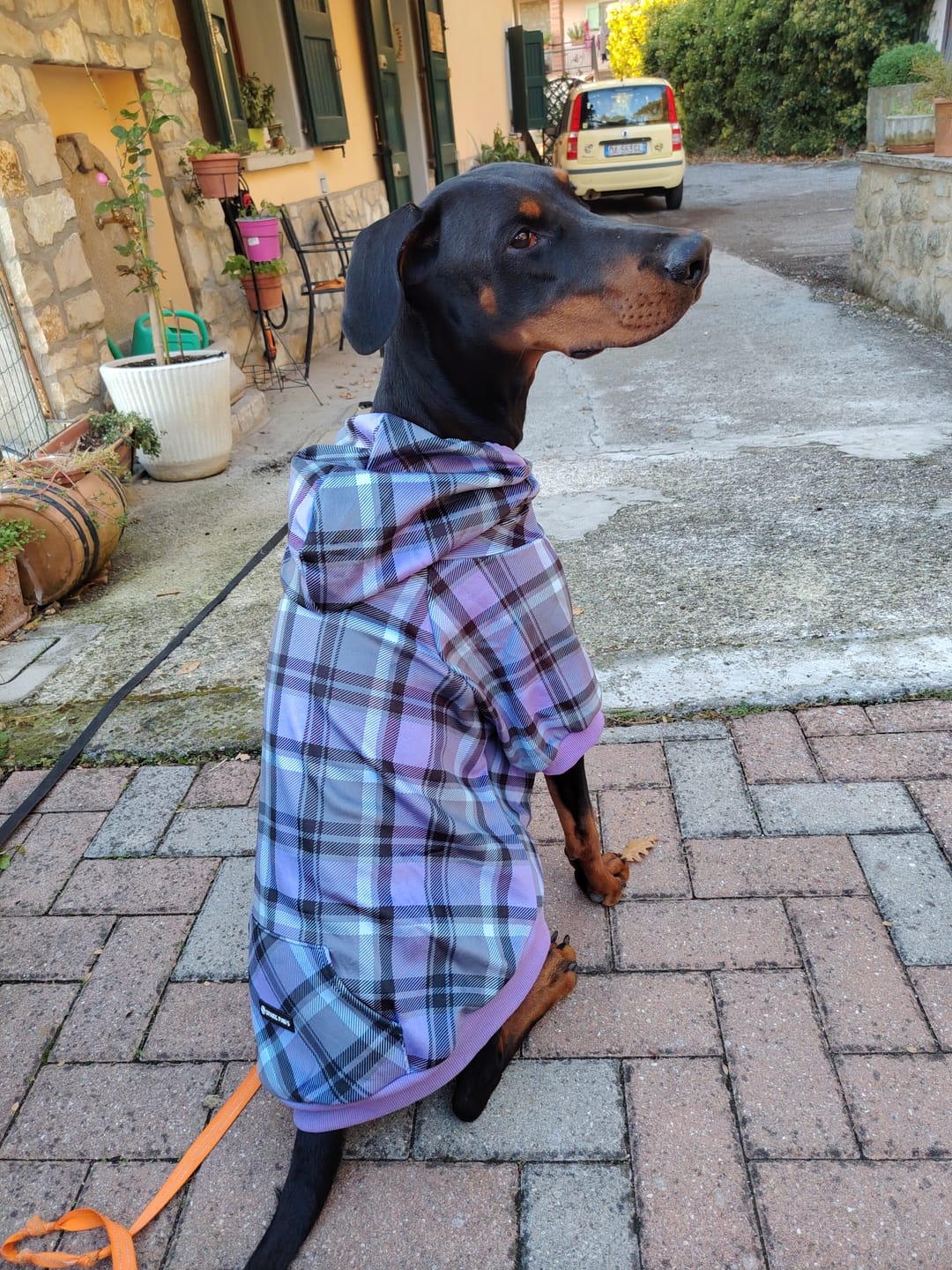 Customer photo review of Purple Plaid Dog Hoodie