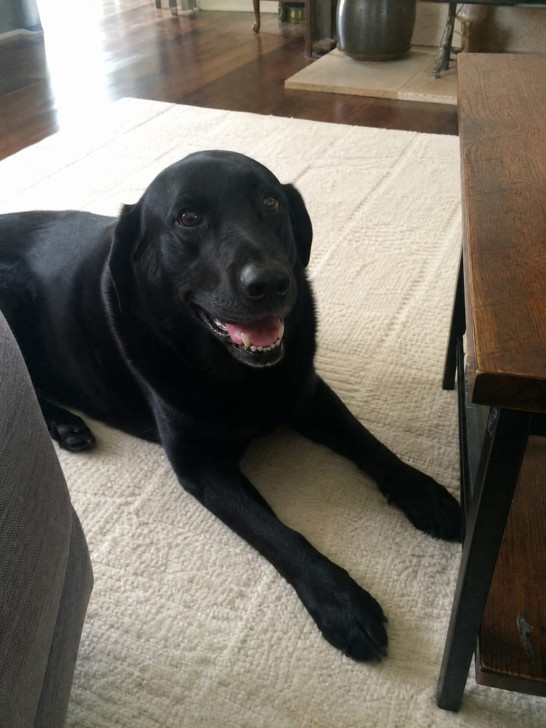 Customer photo review of Deep Sleep Chews for Accidents