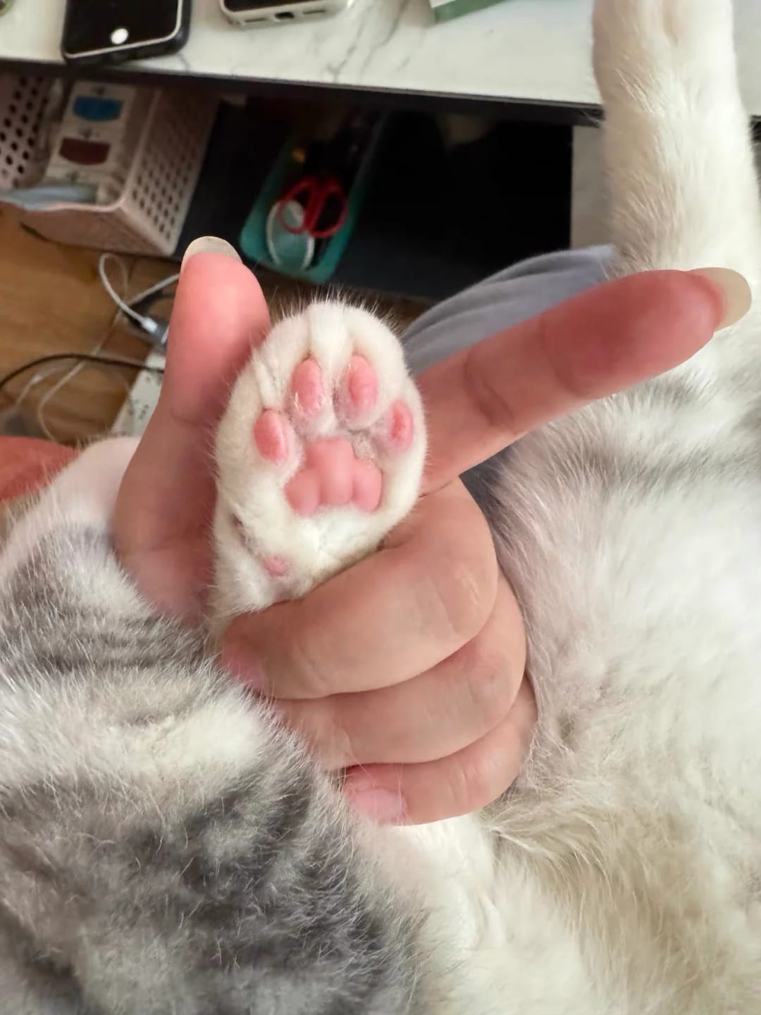 Customer photo review of Huskees Paw Trimmer™