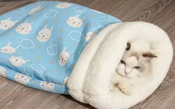 Customer photo review of Cat Sleeping Bag
