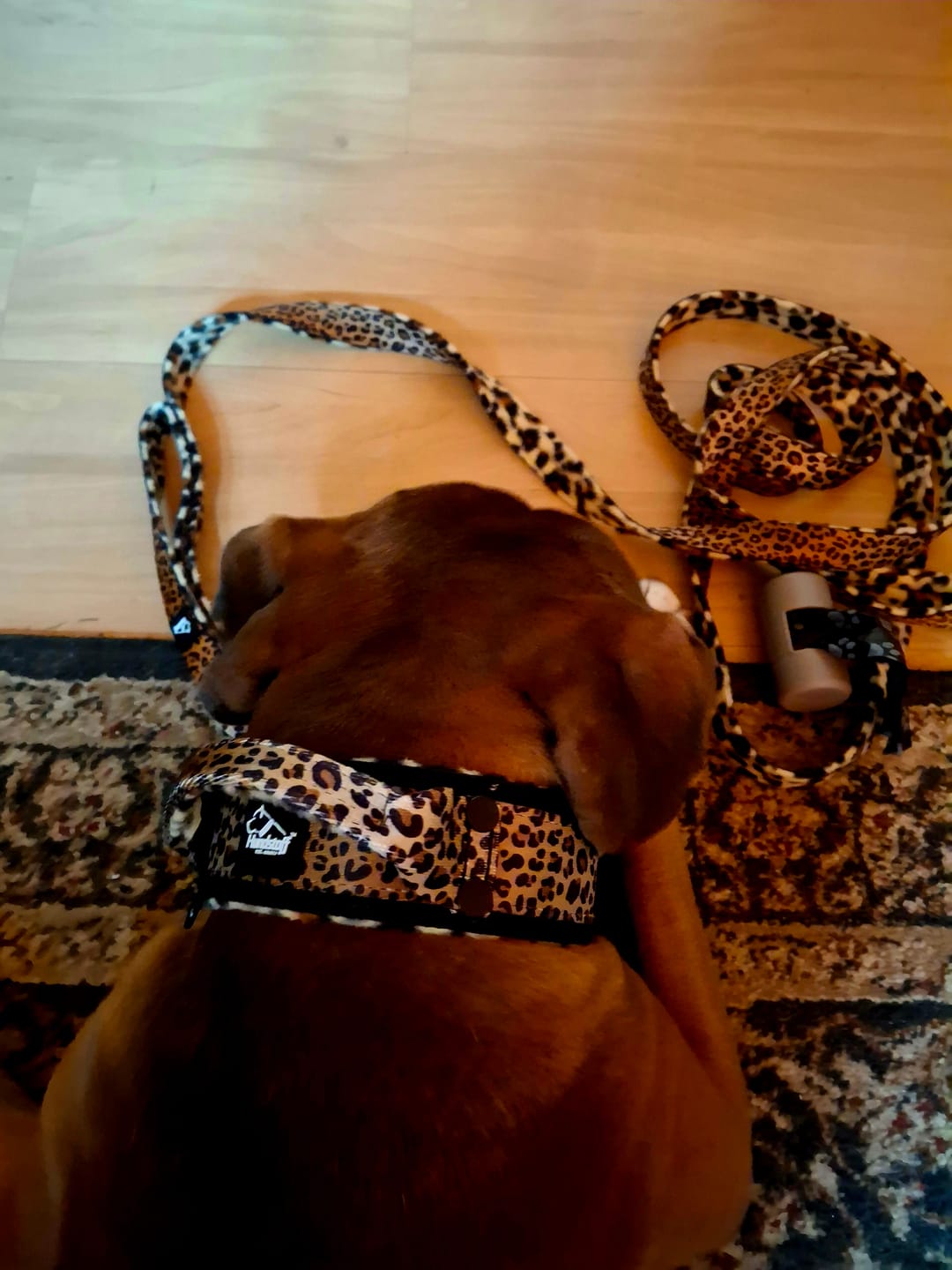 Customer photo review of Szeroka obroża z klamrą extreme - Extreme Buckle Leopard