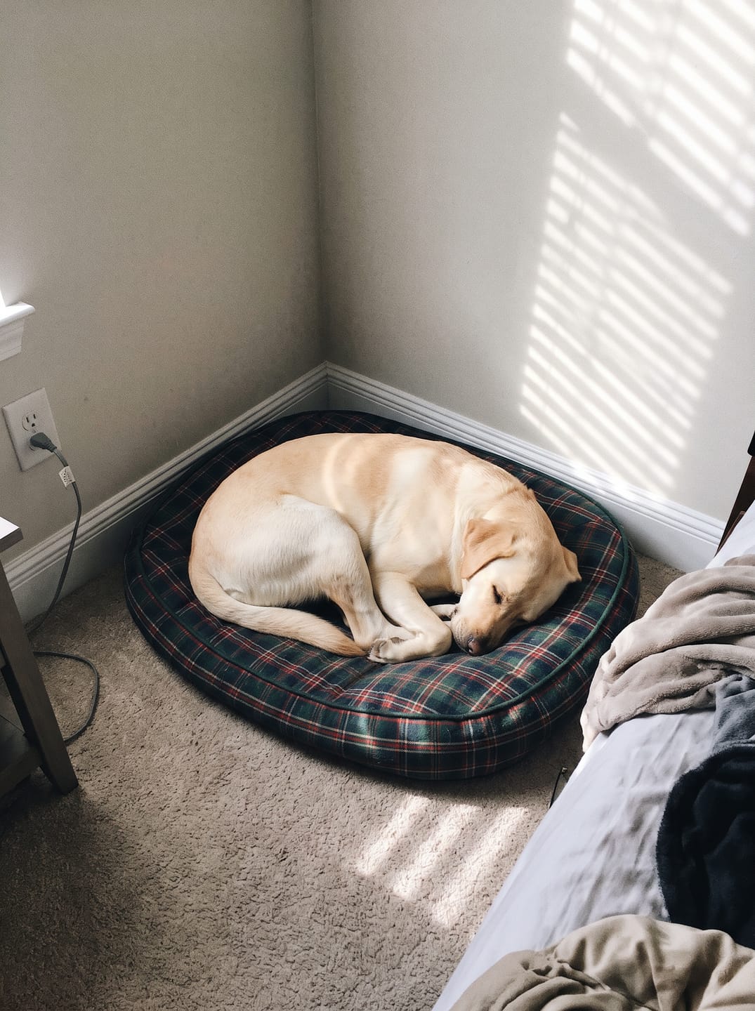 Customer photo review of Deep Sleep Chews for Accidents