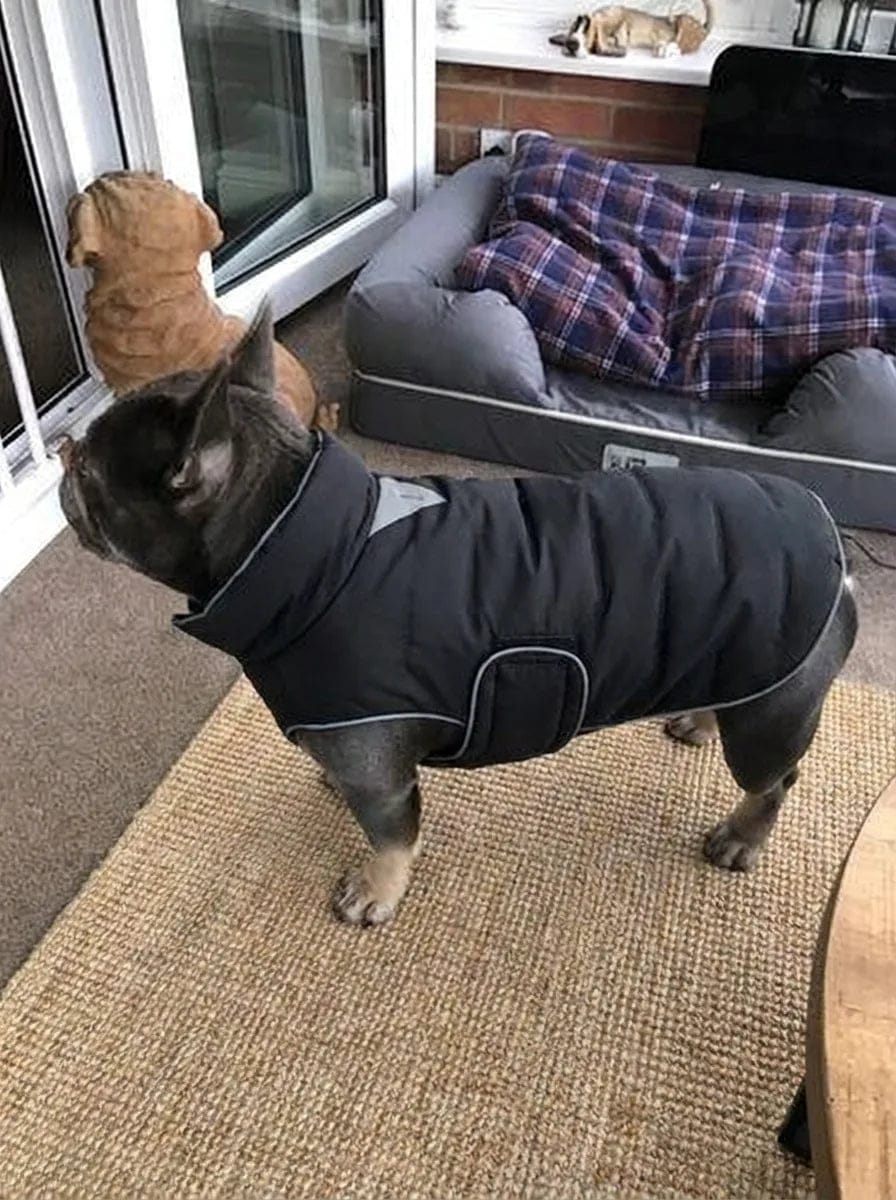 Customer photo review of Doudoune matelassée pour chien Dog Trotter