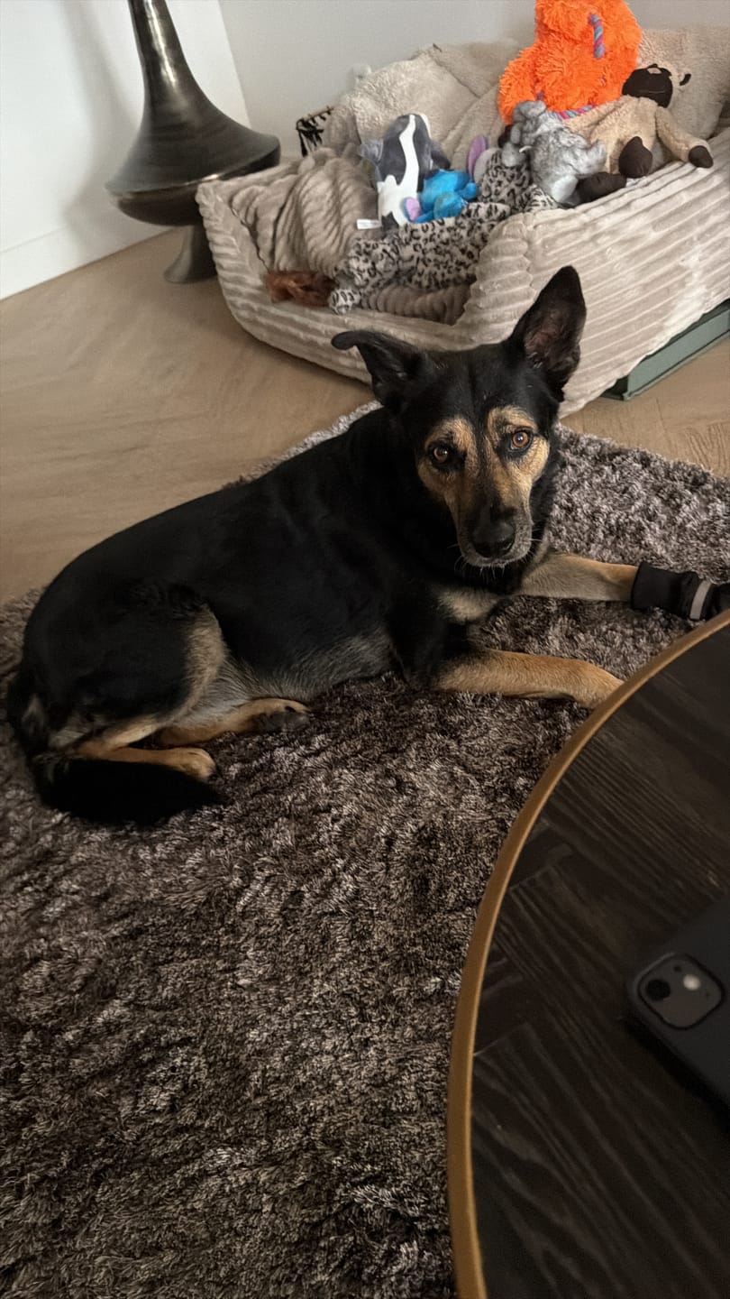 Customer photo review of SteadyPaws - Antislip Honden Gripsokken